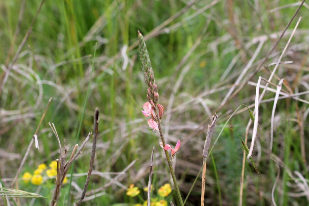 Onobrychis arenaria?